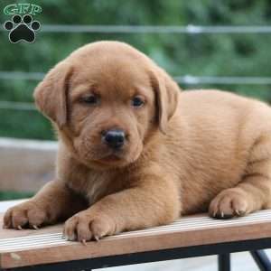 Buck, Fox Red Labrador Retriever Puppy
